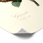 Antike Viktorianische Ära Granatapfel Illustration Poster (Ecke)