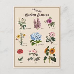 Antike viktorianische Gartenblume Floral Postkarte