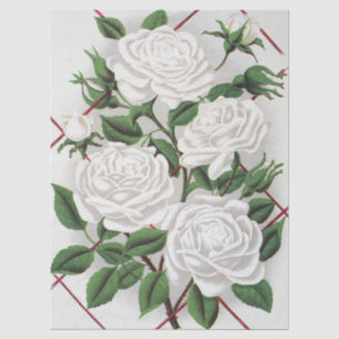 Antike viktorianische weiße Kletterrosen Garten Seidenpapier