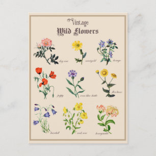 Antike viktorianische Wildblumen-Blumen Postkarte