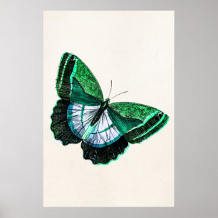 Antike Vintage-Grüne-Schmetterlings-Illustration a Poster