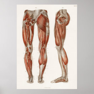 Antike Vintage-Medizin Anatomie Anatomisches Diagr Poster