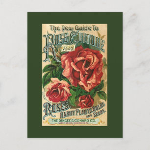 Antike Vintage Rose Garten Katalog PCs Feiertagspostkarte