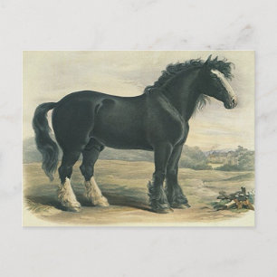 Antike Vintage Schwarze Shire-Zugpferd-Postkarte Postkarte