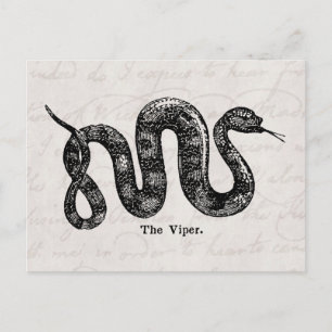 Antike Viper-Schlange aus dem 19. Jahrhundert Vipe Postkarte