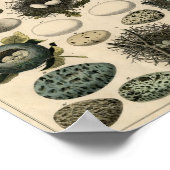 Antike Vögel und Nestplakate Poster (Ecke)