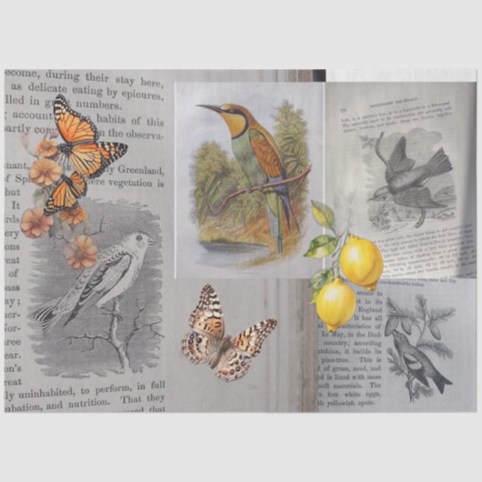 Antike Vögel und Schmetterlinge Seidenpapier (Vorderseite)