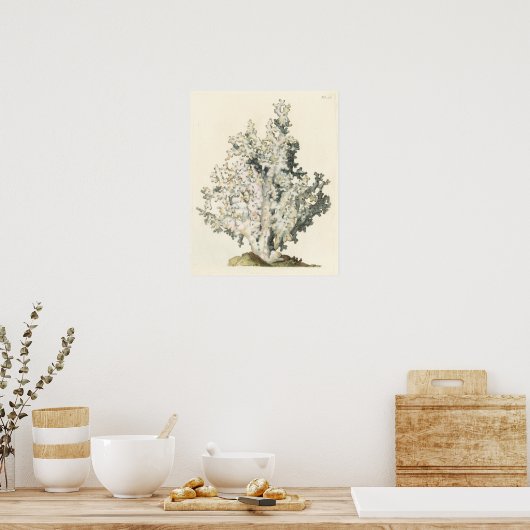 Antike Wasserfarbenkoralle Poster (Küche)