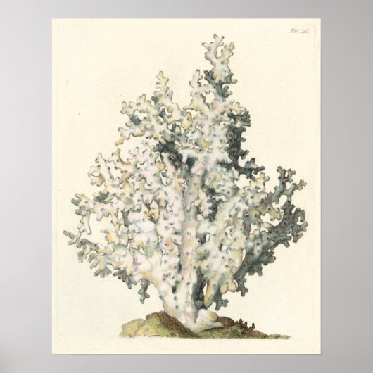 Antike Wasserfarbenkoralle Poster (Vorne)