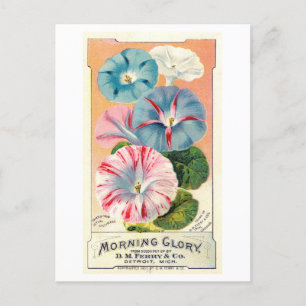 Antike Werbung für Ferry & Co. Morning Glory Samen Postkarte