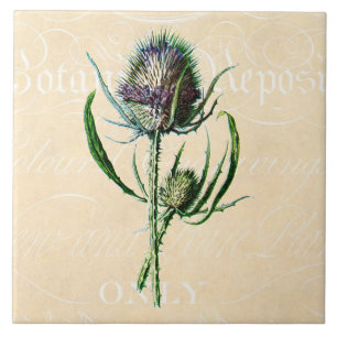 Antike Wildblume Distel Schottland Vintage 1902 Fliese