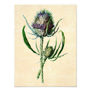 Antike Wildblume Distel Schottland Vintage 1902 Fotodruck