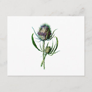 Antike Wildblume Distel Schottland Vintage 1902 Karte