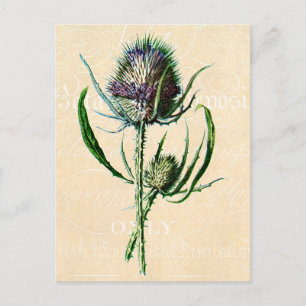 Antike Wildblume Distel Schottland Vintage 1902 Postkarte