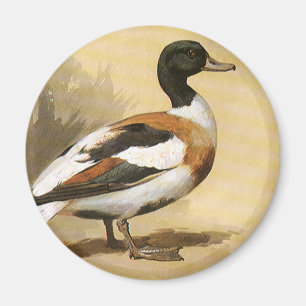 Antike wilde Tiere Vögel, Stockente Magnet