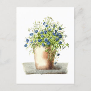 Antike Zeichnung der Garten-Lobelie Postkarte