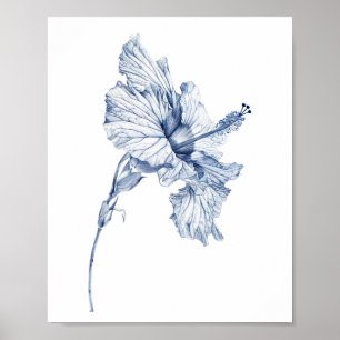 Antike Zeichnung Hibiskus-Blumen-Skizze Hibiskus , Poster