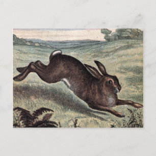 Antike Zeichnung: Laufender Hase auf einem Feld Postkarte