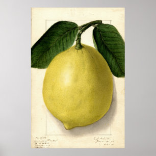 Antike Zitronen-Pomologische Aquarellmalerei Poster