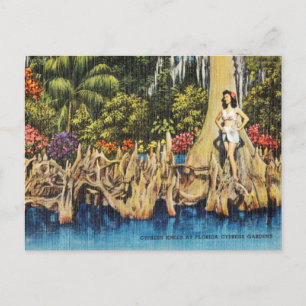 Antike Zypressenkniee im Florida Zypressengarten Postkarte