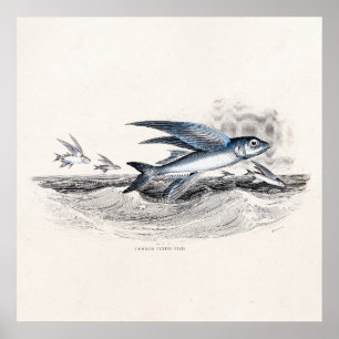Antiker Blaue Fliegende Fische In Ozeanwellen 1800 Poster