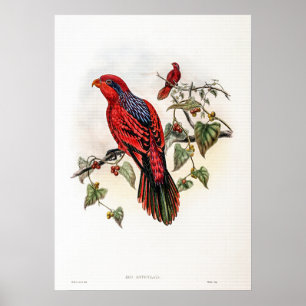 Antiker Blaugestreifter Lori von John Gould Poster
