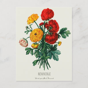 Antiker Blumenstrauß, rote und gelbe Ranunkelblüte Postkarte