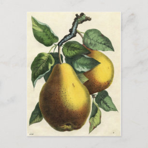 Antiker botanischer Druck - Birnen Postkarte