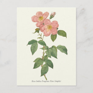 Antiker Botanischer Druck der Rosa 'Vintage Pink R Postkarte