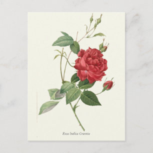 Antiker Botanischer Druck der Roten Rose Postkarte