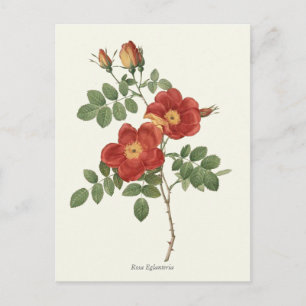 Antiker botanischer Druck roter und gelber Rosen Postkarte