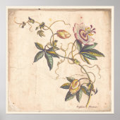 Antiker Botanischer Print Poster Passion Fower (Vorne)