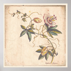 Antiker Botanischer Print Poster Passion Fower