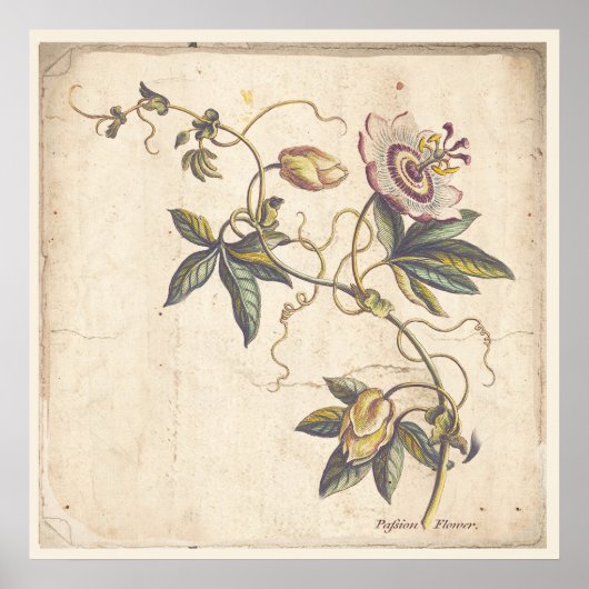 Antiker Botanischer Print Poster Passion Fower (Vorne)