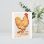 Antiker Buff Orpington Hahn Postkarte (Stehend Vorderseite)