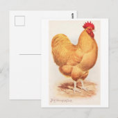 Antiker Buff Orpington Hahn Postkarte (Vorne/Hinten)