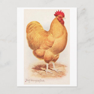 Antiker Buff Orpington Hahn Postkarte
