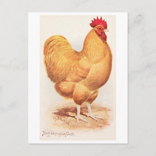 Antiker Buff Orpington Hahn Postkarte (Vorderseite)