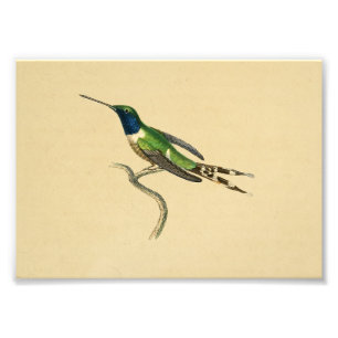Antiker Druck 1830 Kolibri Blau Grün