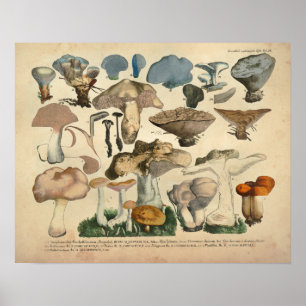 Antiker Druck Blaue Braunfarbene Pilzart 1831 Poster