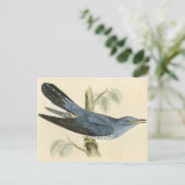 Antiker Druck eines allgemeinen Kuckucks Postkarte (Stehend Vorderseite)