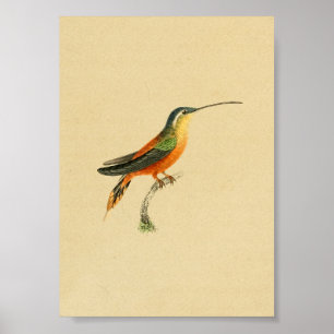 Antiker Druck Kolibri 1830 Orange Gelb Poster