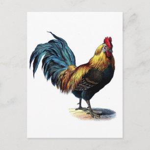 Antiker Druck Vintage Hahn Postkarte