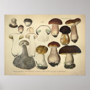 Antiker Druck von 1831 Brauner Hut Pilzsorten Poster