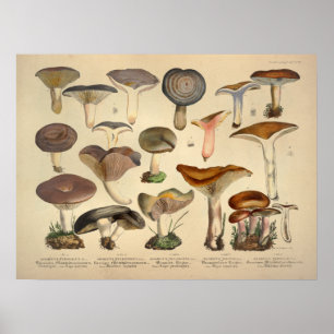 Antiker Druck von 1831, grün-braune Pilzsorten Poster