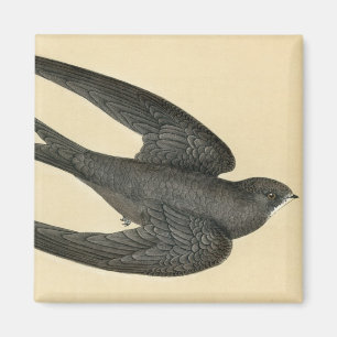 Antiker Druck von einem schnellen Magnet