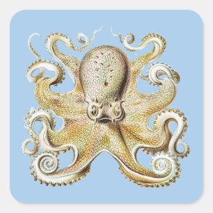 Antiker Ernst Haeckel Oktopus Nautilus Meerestiere Quadratischer Aufkleber