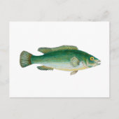 Antiker Fisch Postkarte (Vorderseite)
