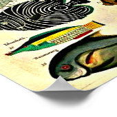 antiker Fischdruck Poster (Ecke)