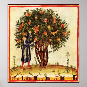 ANTIKER GRANATAPFEL-BAUM POSTER